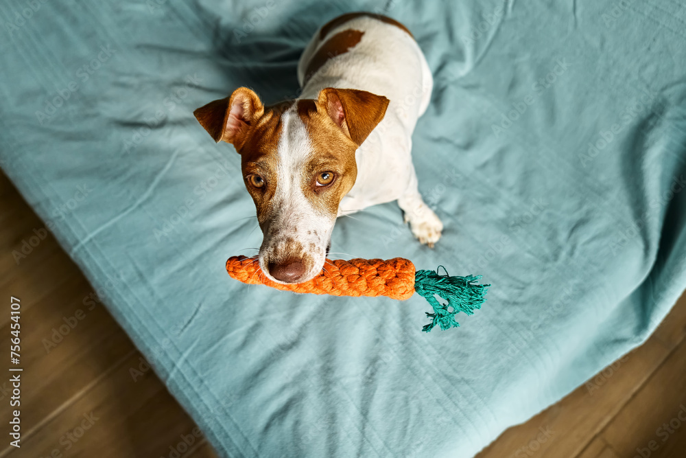 Jack Russell Terrier dog holding carrot toy in his mouth and inviting its owner to play with him. Funny little white and brown dog playing with dog's toy. - obrazy, fototapety, plakaty 