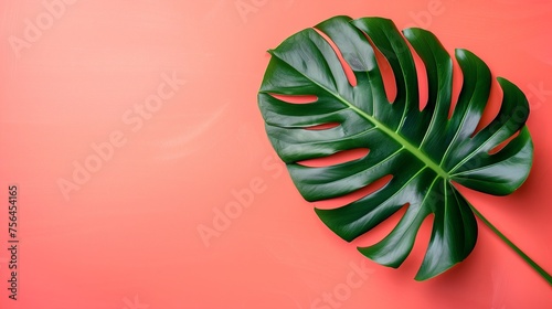 Monstera tropical leaf on yellow background, minimal summer, space for text