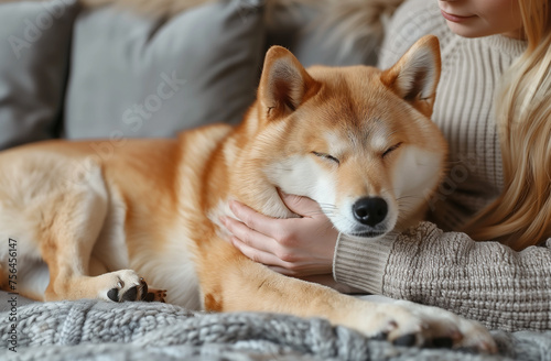 A woman caresses a cute red dog, Shiba Inu, sleeping on her lap. close-up. Trust, calmness, care, friendship, the concept of love. 
