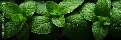 Wet fresh mint background, banner, texture top view. Mint plant close up with water drops. Green leaves banner photo