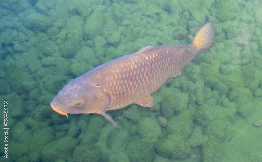 Carp fish in the water in the lake Carp fish in the water in the lake