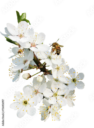 branch of a spring blooming tree on a transparent background sakura cherry plum plum apple tree