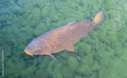 Carp fish in the water in the lake