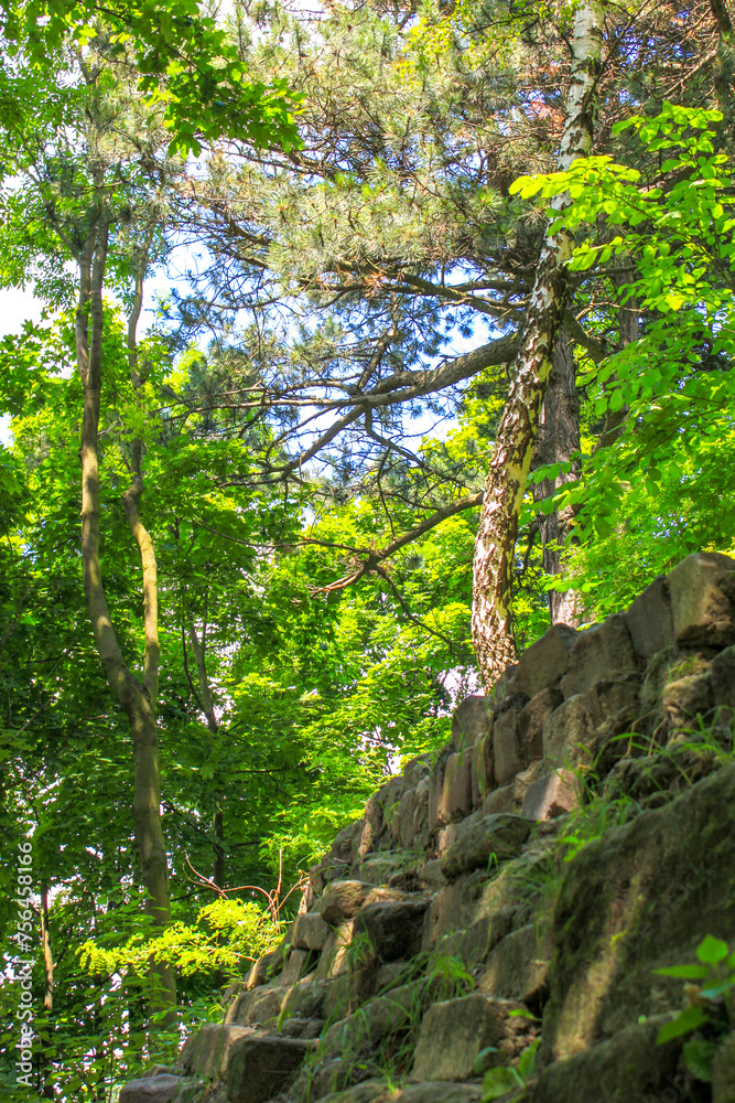 Fototapeta premium Summer. Wall, forest, birch, pine