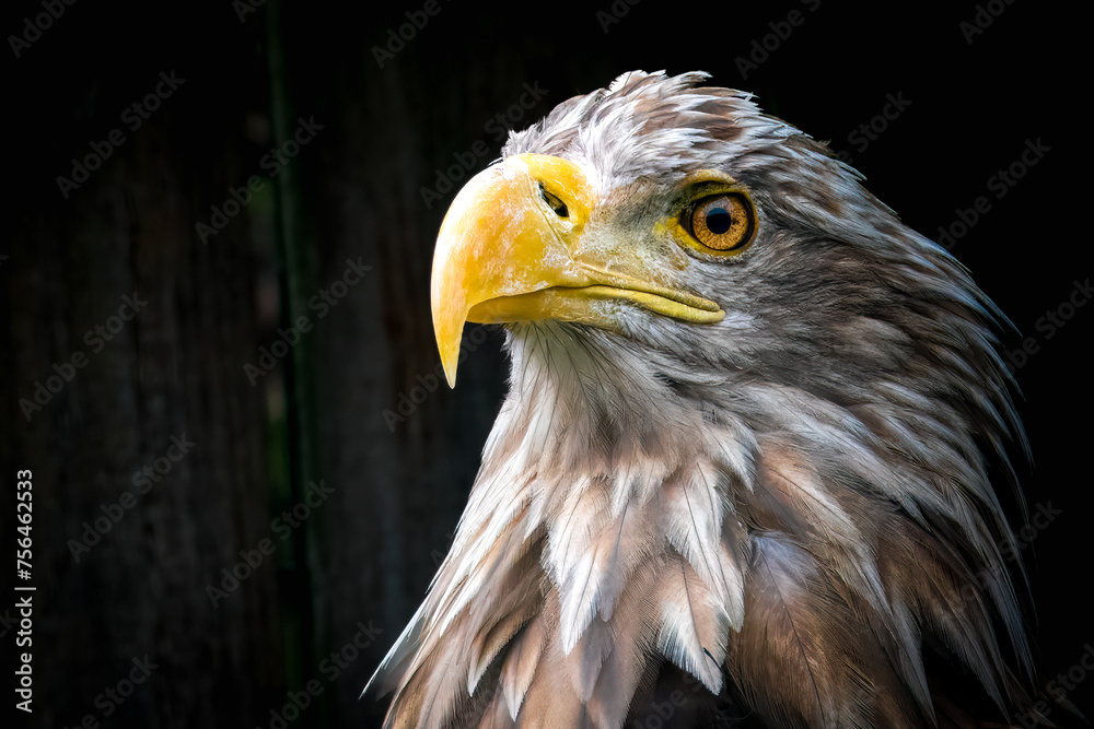 Close-up profile of a majestic Bald Eagle