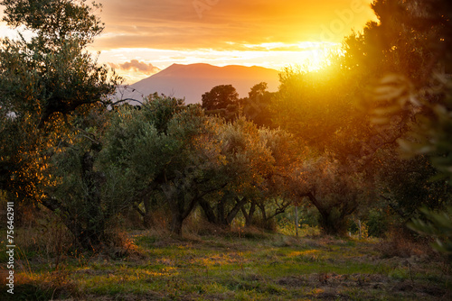 Olive tree in garden on sunset