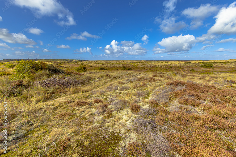 Fototapeta premium Dune Vegetation on Terschelling Island