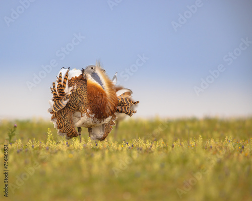 Great Bustard Display in Grassland with Copyspace