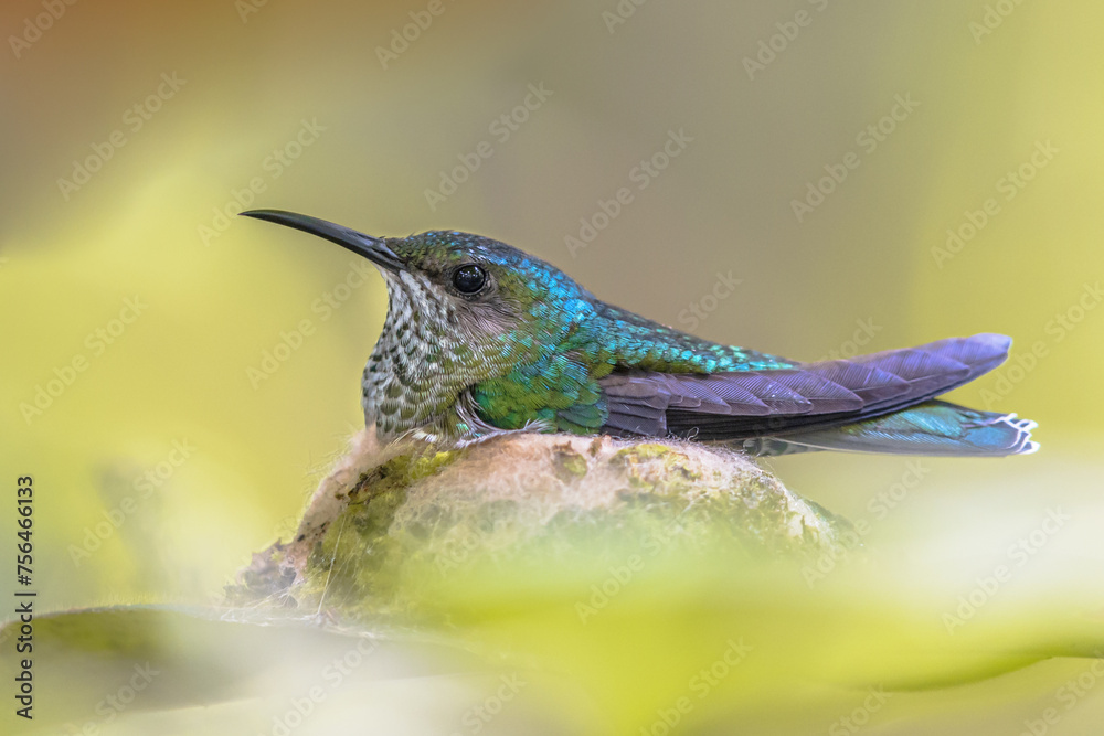 Fototapeta premium White necked Jacobin breeding on nest