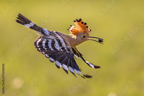 Two Eurasian hoopoe perched on branch with crest © creativenature.nl
