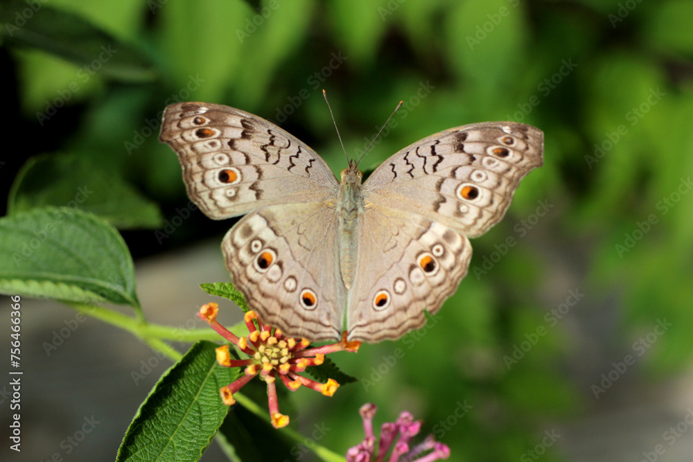 Papillon aux ailes beiges et petites tâches Papillon aux ailes beiges et petites tâches