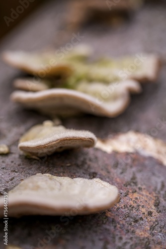 close up of mushrooms on a tree