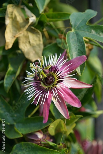 purple passiflora blossom close up