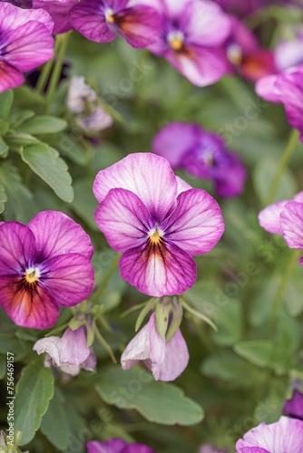 pink flower in the garden