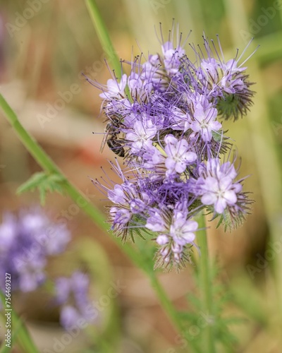purple phacelia flower