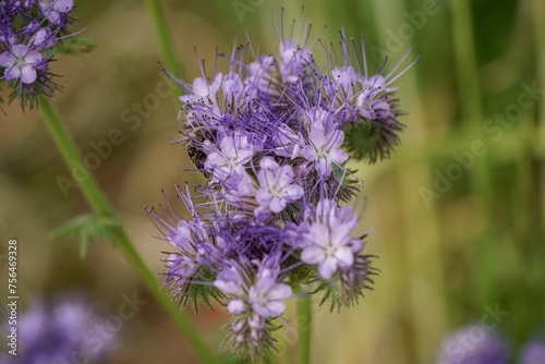 purple phacelia flower