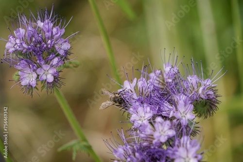 purple phacelia flower