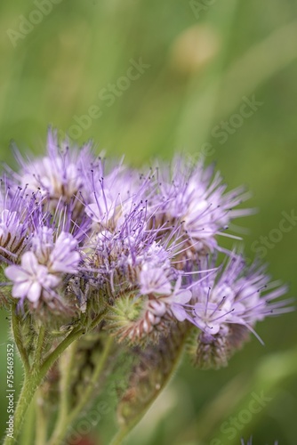 purple phacelia flower