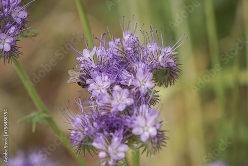 purple phacelia flower