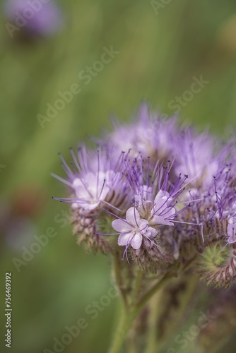purple phacelia flower