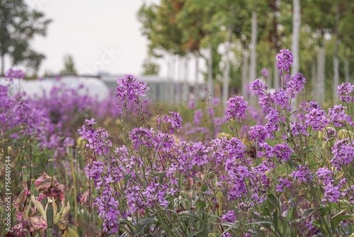field of phacelia