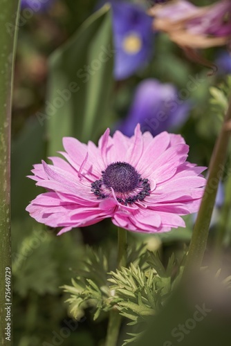 Purple anemone blossom 