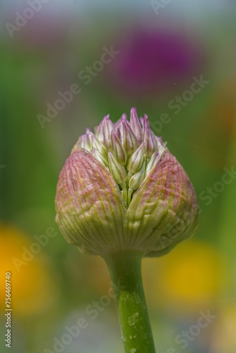 flower bud