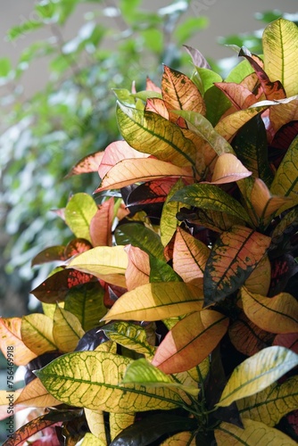 red and yellow leaves