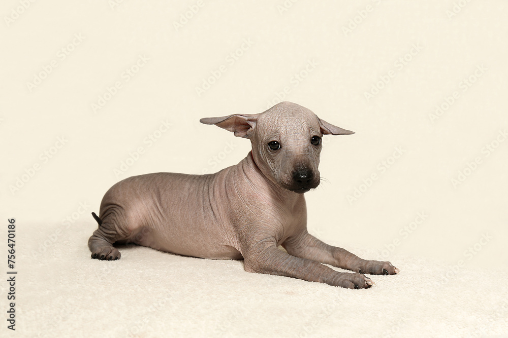 Fototapeta premium The Xoloitzcuintli puppy lies on a light background. A charming puppy of a Mexican naked dog.