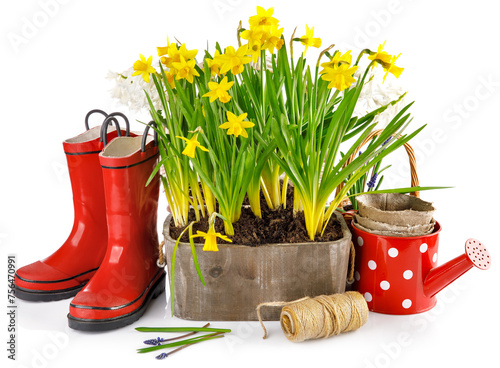 Spring flowers in pot with red rubber boots and garden tools. Gardening floriculture farming. Still life with yellow lent lily, isolated on white background.