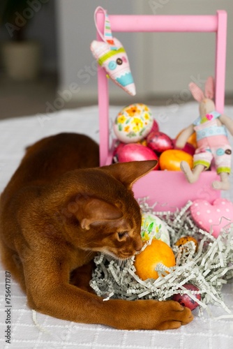 Red abyssinian cat play with colorful Easter eggs on laid holiday table