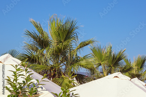 Beach vacation concept. Beach umbrellas and  leaves of palm trees against blue sky. Montenegro
