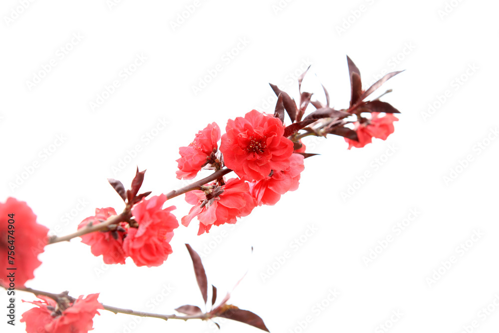 Peach trees blossom in spring Peach trees blossom in spring