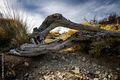 Barren Patagonian landscape with dead trees  wood  and dry grass in autumn