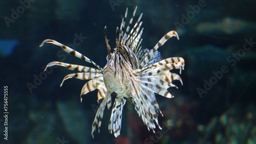 Scorpionfish lionfish in the deep blue water