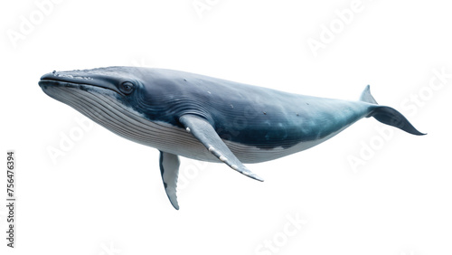 whale swimming in the blue ocean, isolated on white background