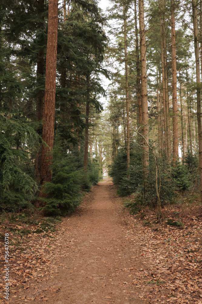 Fototapeta premium Hiking trail path in a pine tree fall forest, captured on an overcast day in autumn