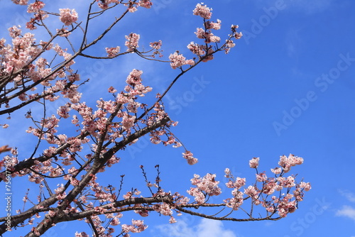 日本の春満開の桜の花