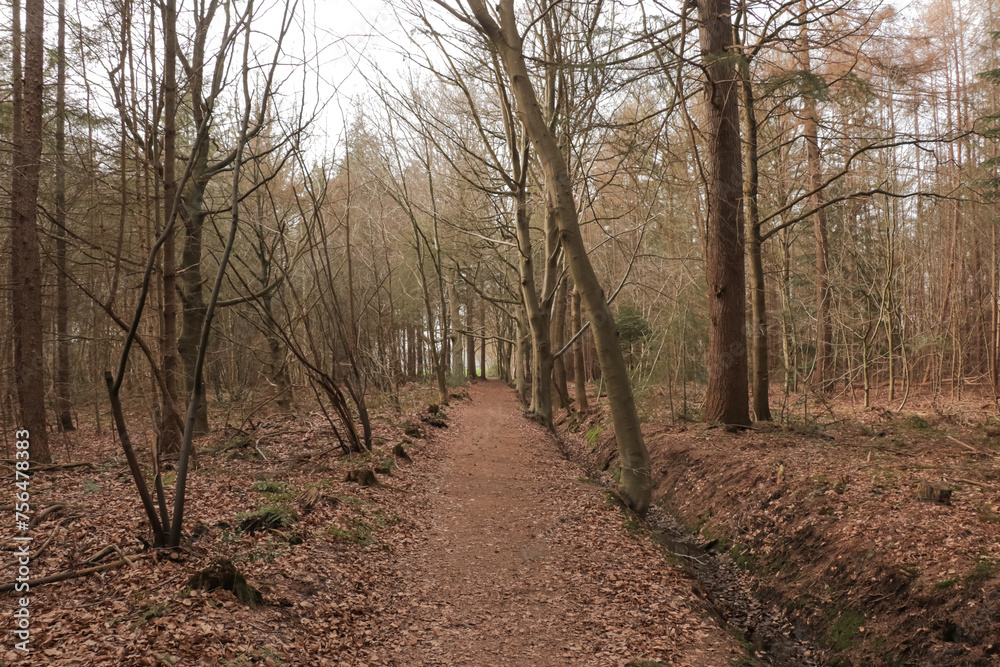 Hiking trail path in a pine tree fall forest, captured on an overcast day in autumn Hiking trail path in a pine tree fall forest, captured on an overcast day in autumn