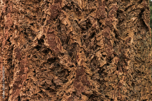 Detailed close up of chunky oak tree bark texture.