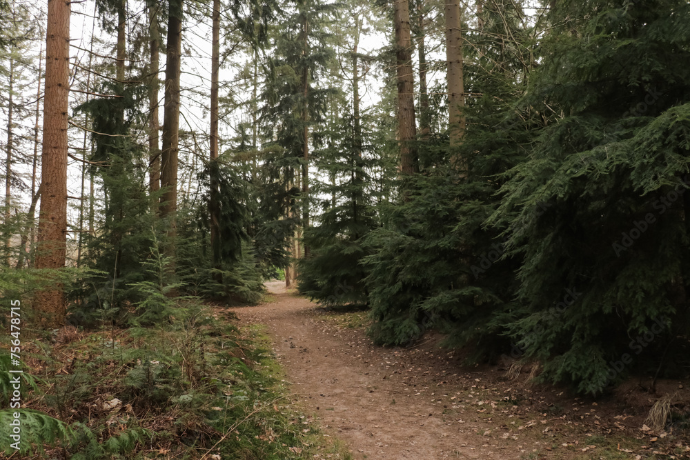 Fototapeta premium Hiking trail path in a pine tree fall forest, captured on an overcast day in autumn