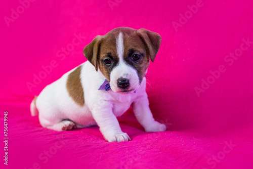 small Jack Russell terrier puppy with a blue bow on his neck sits near a bright pink background © Nataliia Makarovska