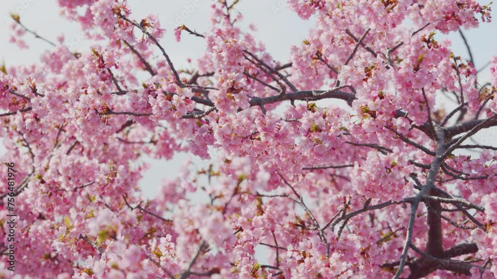 Cherry blossoms or sakura flowers in full bloom in spring, Nature or outdoor, Nostalgic negative film look Cherry blossoms or sakura flowers in full bloom in spring, Nature or outdoor, Nostalgic negative film look