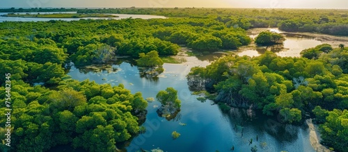 Gambia Mangroves, Senegal, Africa. aerial view drone tell a story of ecological richness and biodiversity in coastal protection, carbon storage, and providing habitats for countless species