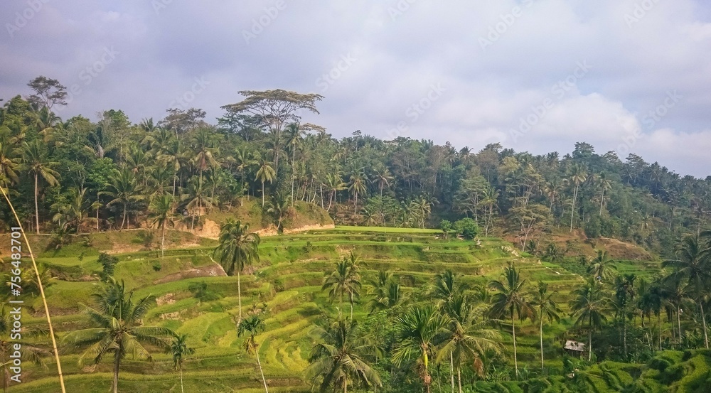 Rice terrace in the morning Bali Indonesia