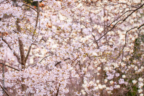 Spring’s Embrace: Wild Cherry Blossoms at Mount Yoshino, Nara, Japan