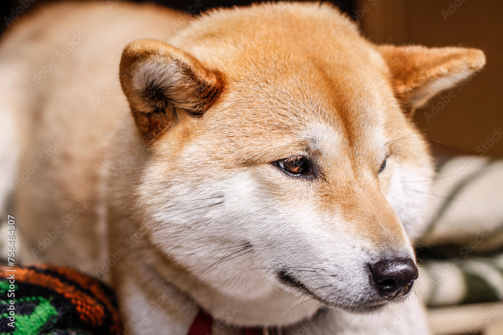 Shiba Inu: A Dog’s Peaceful Indoor Repose