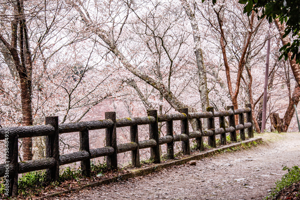 Thousand Trees of Cherry Blossoms: Spring’s Symphony at Mount Yoshino Thousand Trees of Cherry Blossoms: Spring’s Symphony at Mount Yoshino