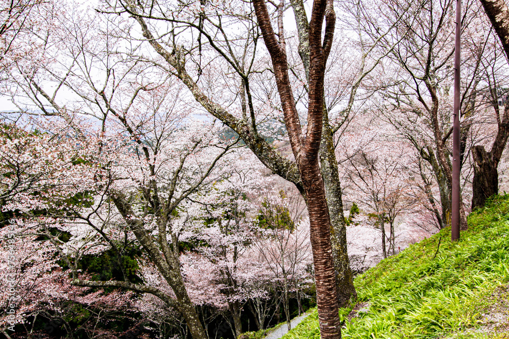 Mount Yoshino’s Springtime Symphony: Cherry Blossoms in Full Splendor, Nara, Japan Mount Yoshino’s Springtime Symphony: Cherry Blossoms in Full Splendor, Nara, Japan