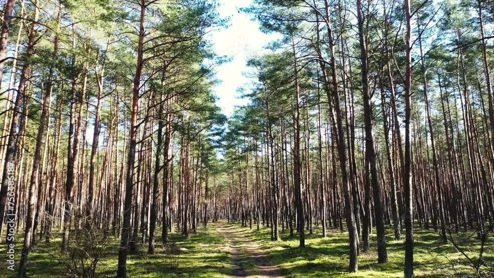 Beautiful dense coniferous forest on a sunny day, beautiful forest landscape. Beautiful dense coniferous forest on a sunny day, beautiful forest landscape.